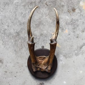 il_794xN.2628688141_k92x Vintage 50's Muntjac Hunting Trophy Mount Antlers Taxidermy Bones Geweien Curiosity Oddity Wunderkammer