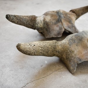 antique-medieval-cow-skulls-horns-curiosities-oddity-collection-decor