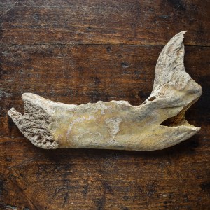 prehistoric-fossil-cave-bear-jaw-bone-mega-fauna-paleontolgy-curiosity-oddity-taxidermy-collection-decor (3)