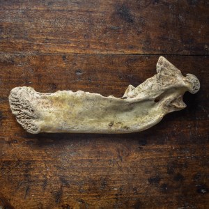 prehistoric-pleistocene-cave-bear-jaw-bone-fossil-curiosity (3)