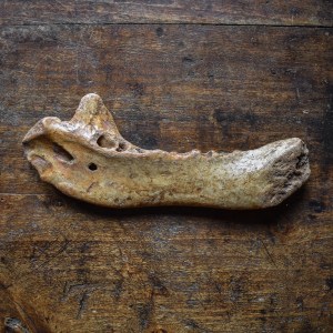 prehistoric-pleistocene-fossil-cave-bear-jaw-bone-curiosity (3)