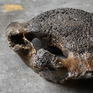 prehistoric-pleistocene-mammoth-vertebrae-bone-fossil-ice-age-mega-fauna-skull-taxidermy-curiosity-oddity-collection (12)