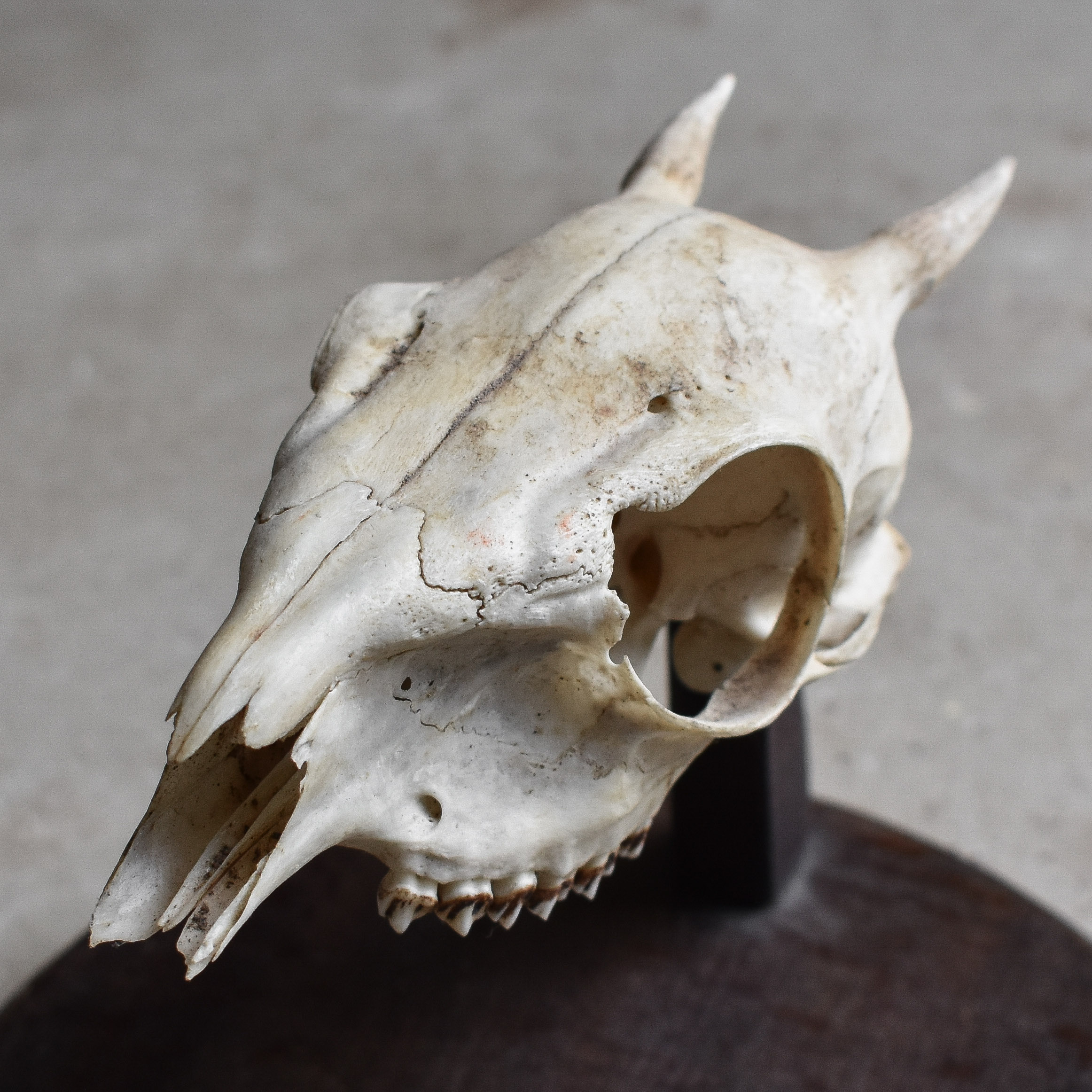 antique-vintage-30s-1930s-blue-duiker-skull-mount-taxidermy-hunting-trophy-curiosity-curiosities-oddity-oddities-collection (7)