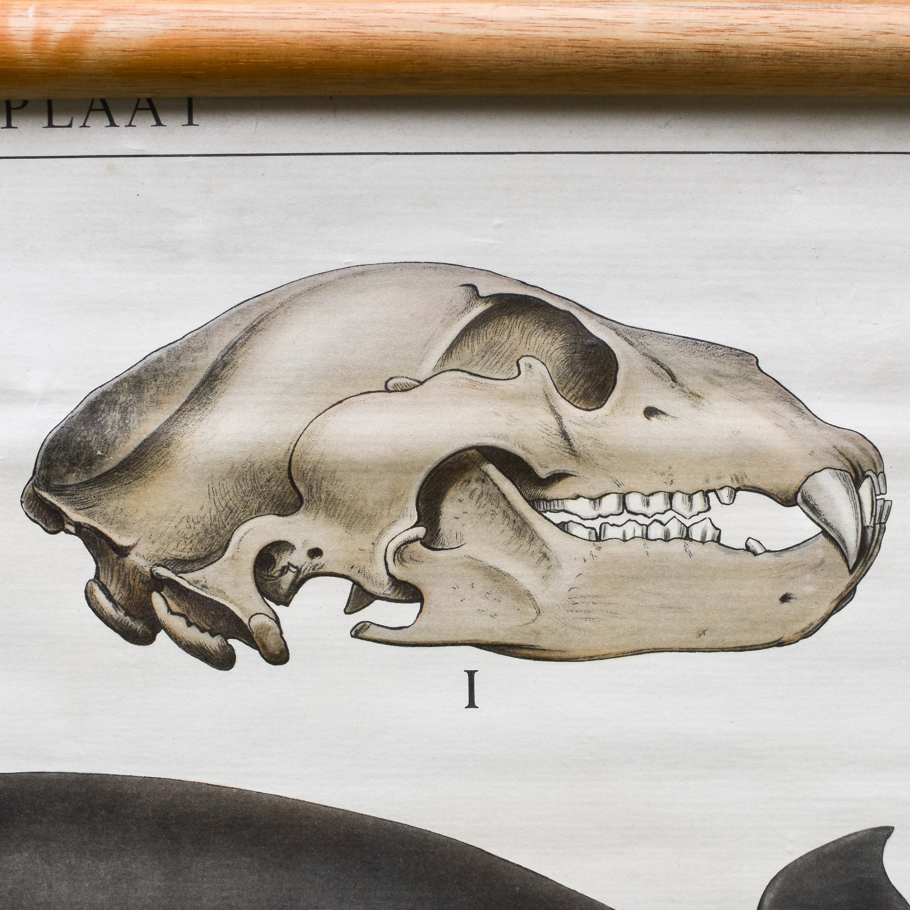vintage-50s-1950s-dutch-school-biology-zoology-anatomy-animals-poster-chart-decor-curiosities-oddities (14)