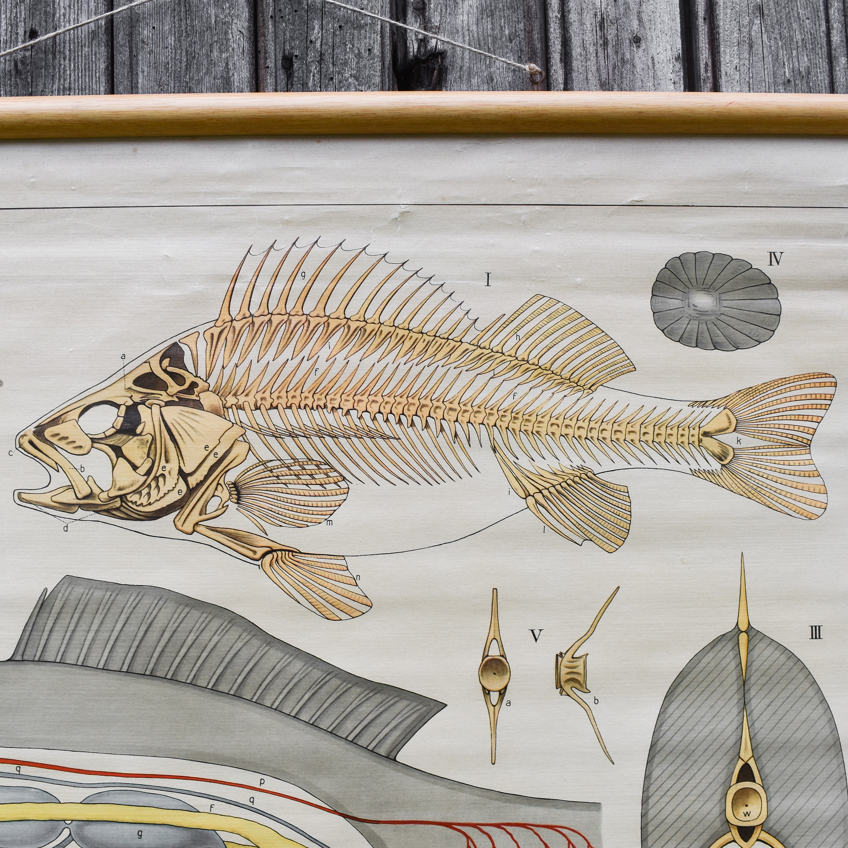 vintage-50s-1950s-dutch-school-biology-zoology-anatomy-animals-poster-chart-decor-curiosities-oddities (18)