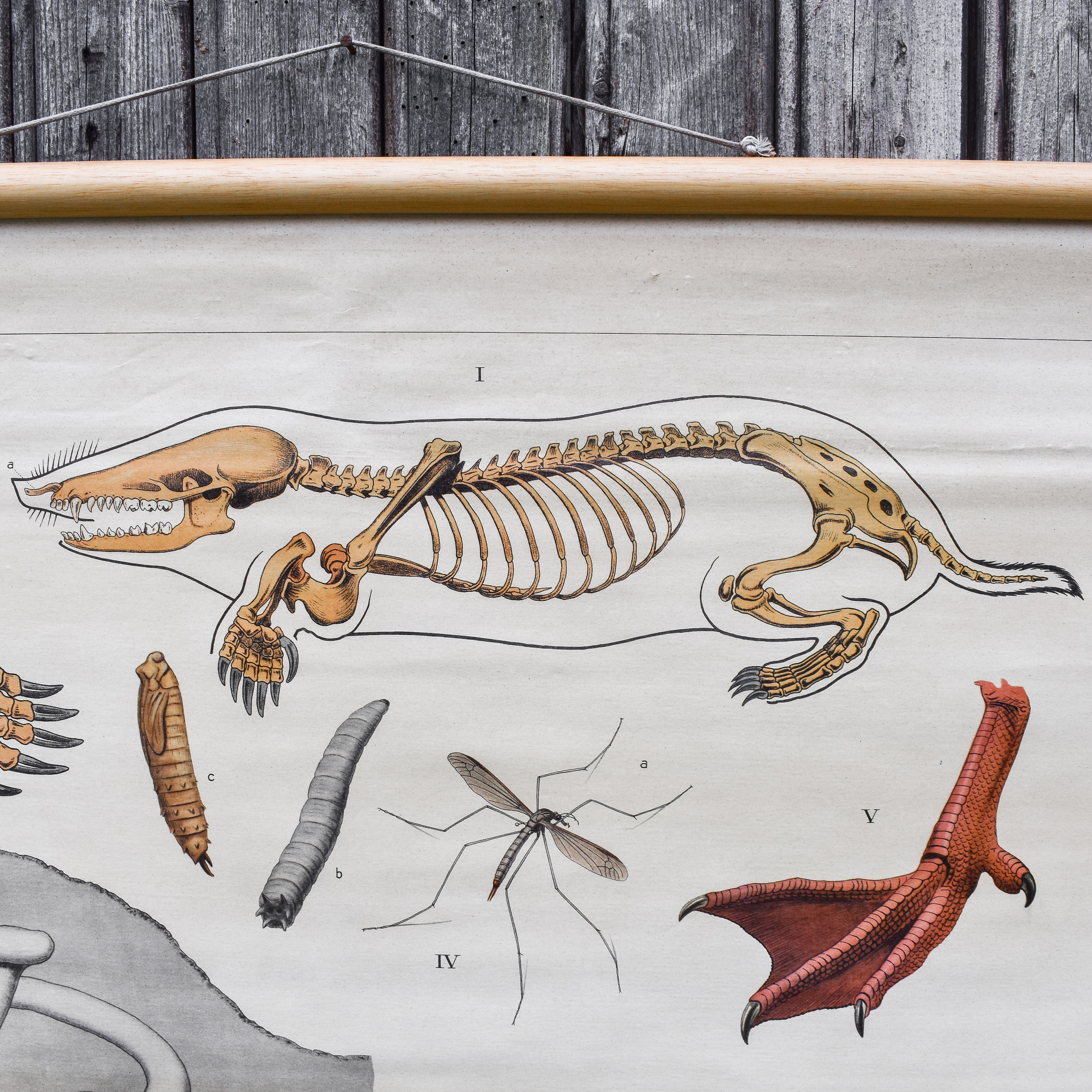 vintage-50s-1950s-dutch-school-biology-zoology-anatomy-animals-poster-chart-decor-curiosities-oddities (6)