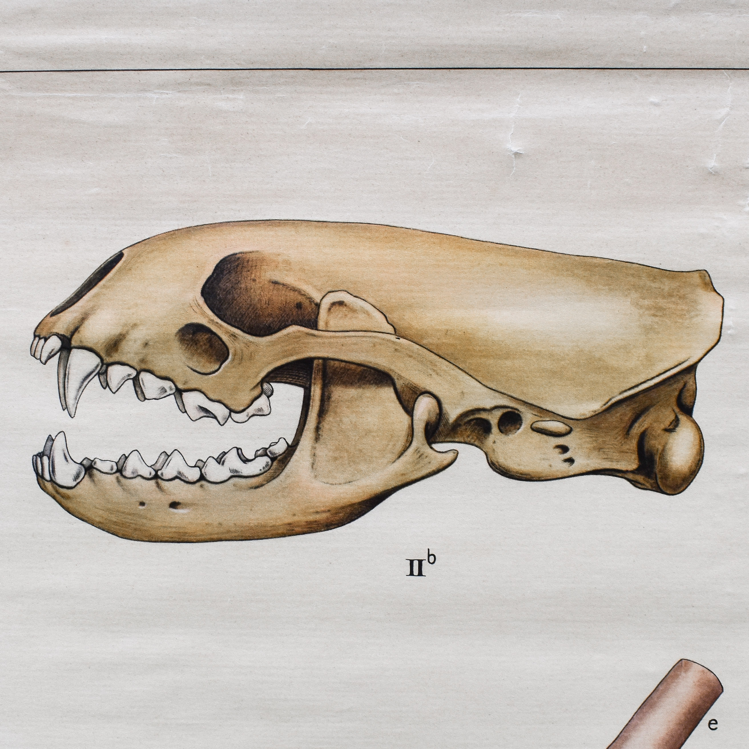 vintage-50s-1950s-dutch-school-biology-zoology-anatomy-animals-poster-chart-decor-curiosities-oddities (9) Vintage 30s 1930s Dutch School Biology Zoology Animals anatomy Chart Poster Decor Wall Gift