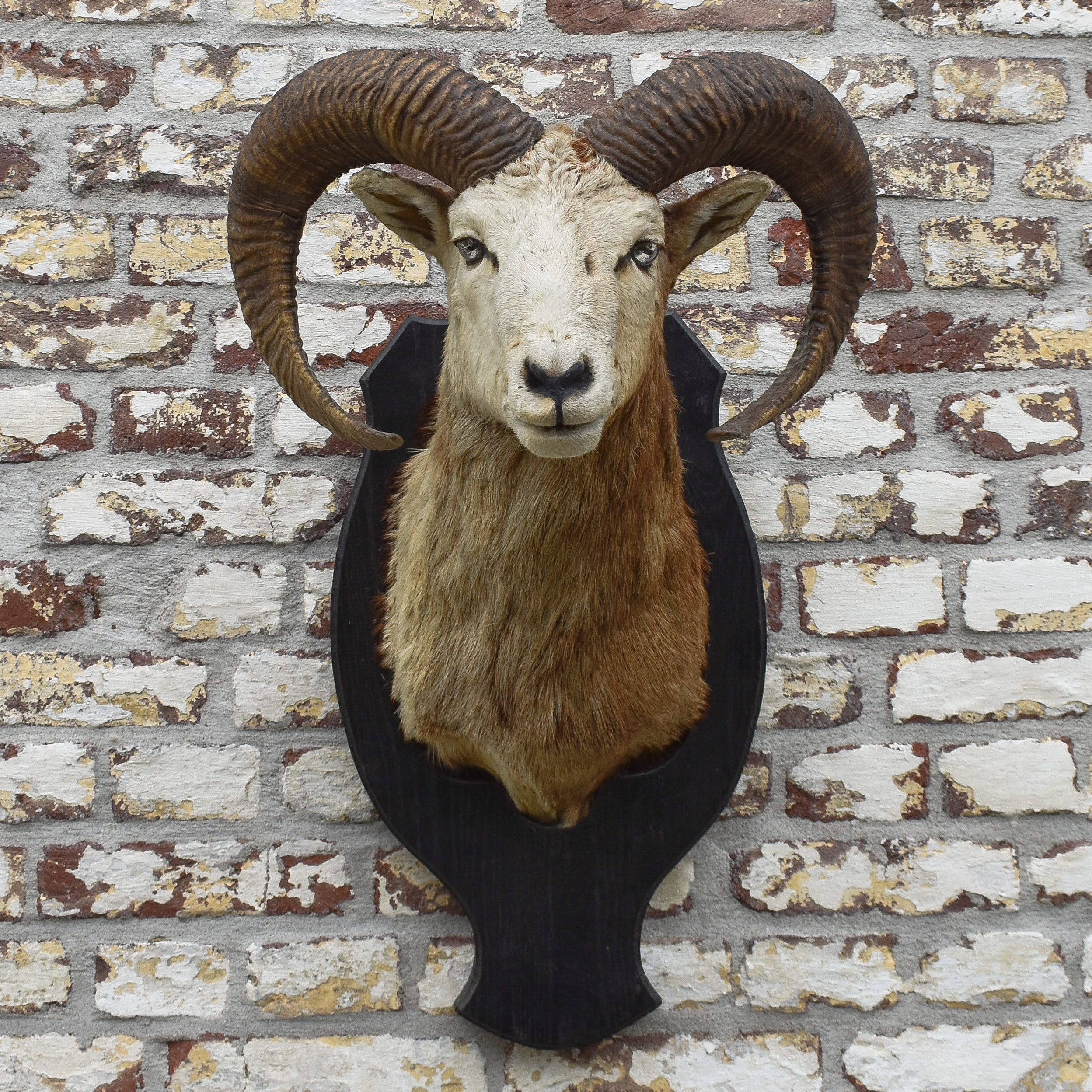 vintage-50s-1950s-mouflon-wild-sheep-trophy-shoulder-mount-taxidermy-hunting-curiosity-oddity-cabin-lodge-ranch-man-cave-fireplace-decor (9)