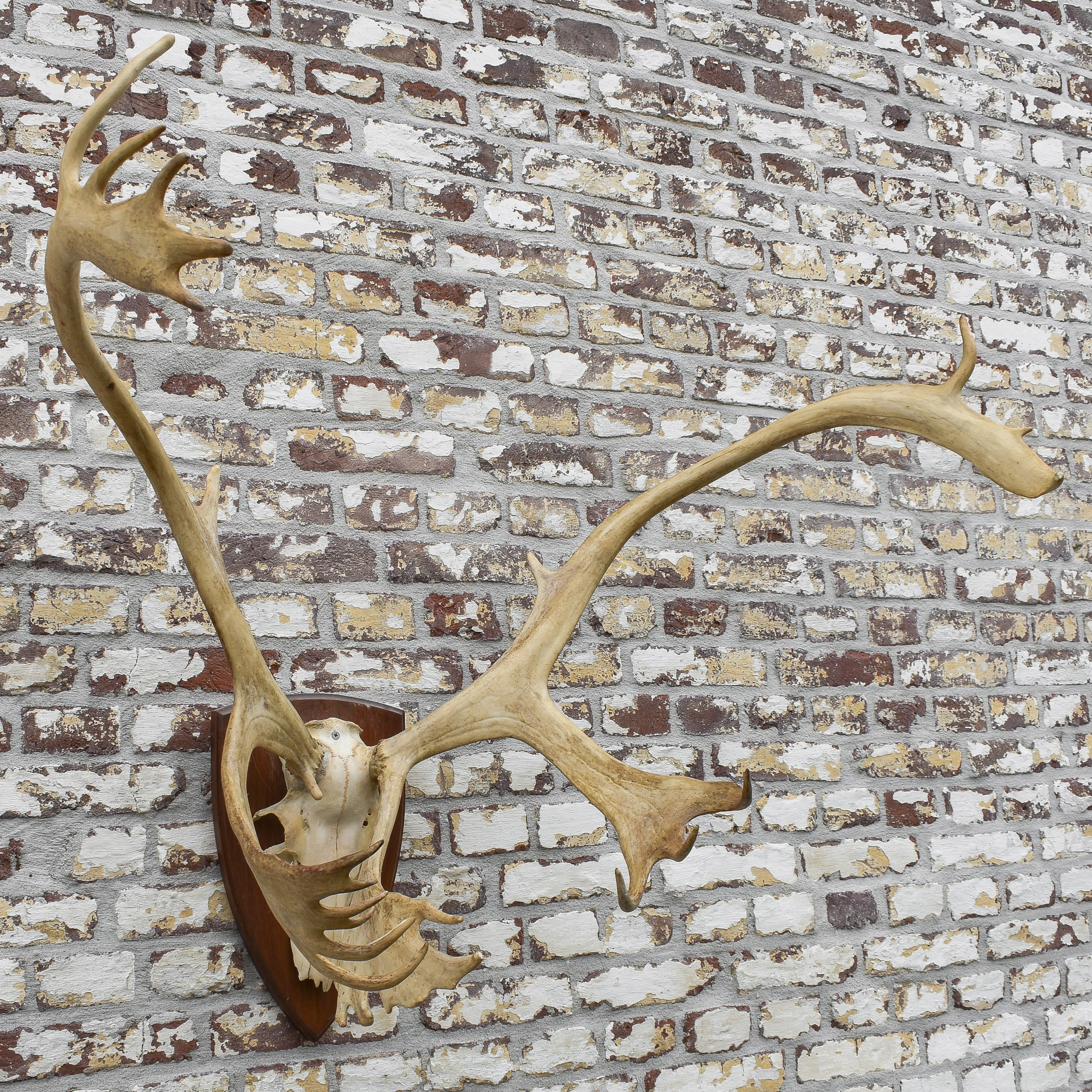 vintage-caribou-reindeer-antlers-hoorns-mount-trophy-hunting-taxidermy-curiosity-collection-cabin-lodge-ranch-decor-fireplace (10)