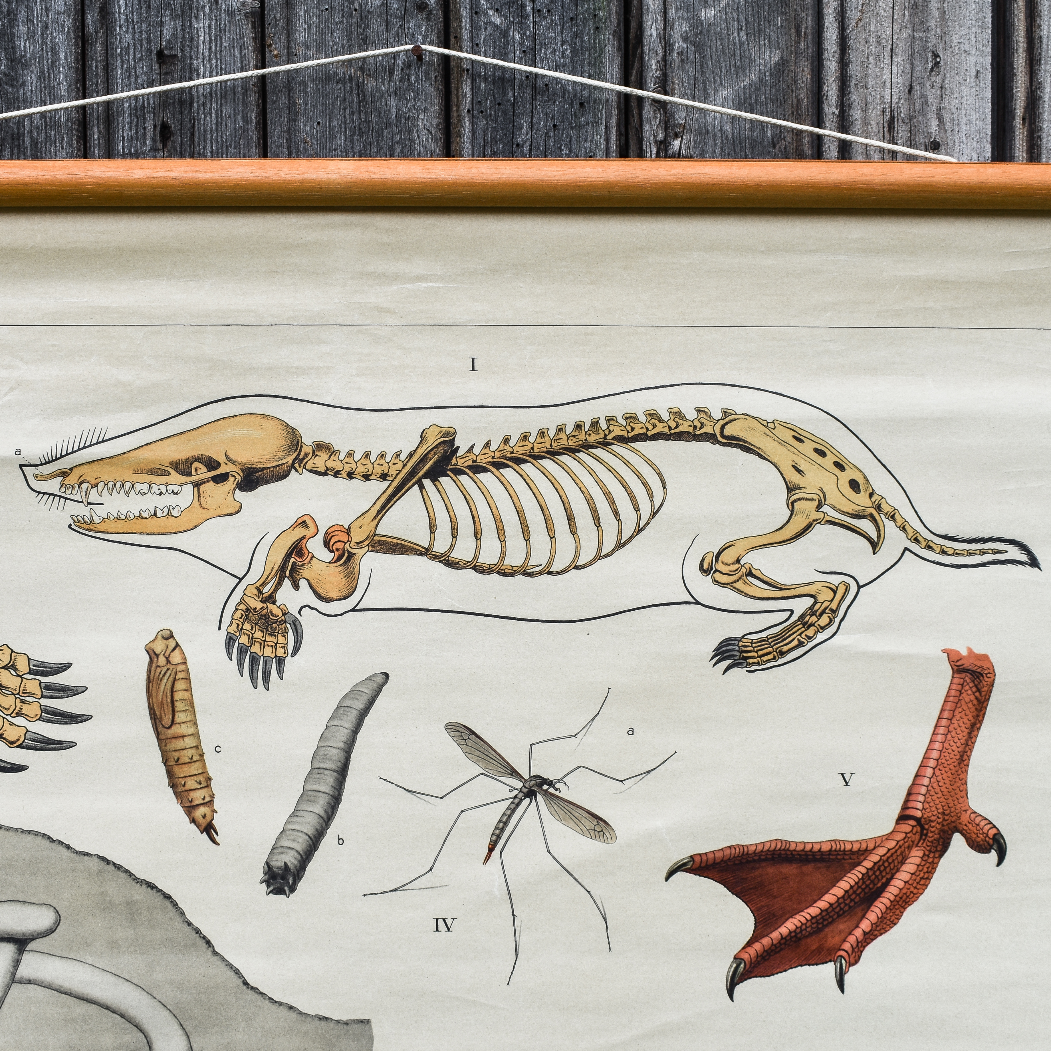 antique-vintage-30s-1930s-zoology-biology-anatomy-animals-school-chart-poster-wall-decor-rustic-boys-kids-room-dutch (22)