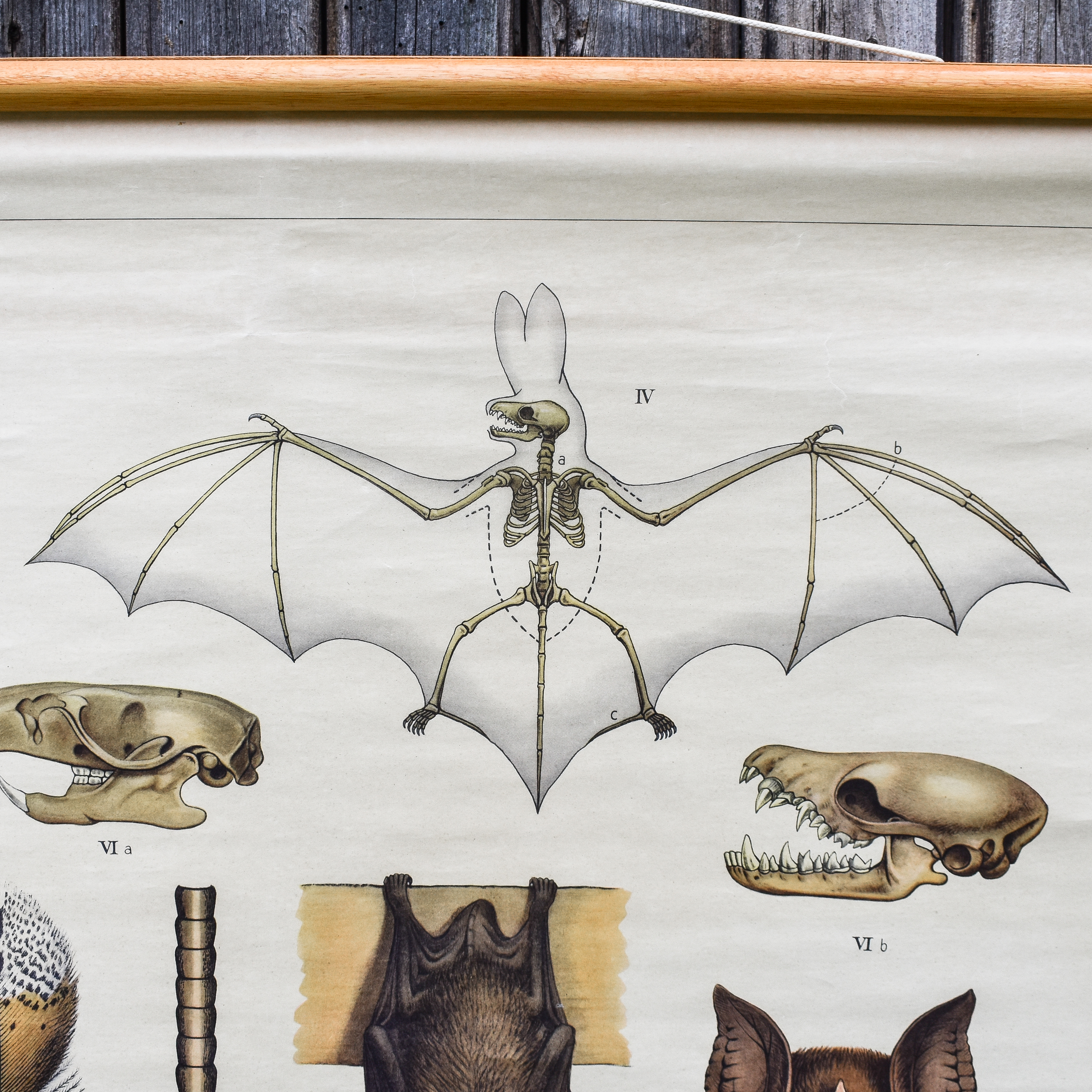 antique-vintage-30s-1930s-zoology-biology-anatomy-animals-school-chart-poster-wall-decor-rustic-boys-kids-room-dutch (25)