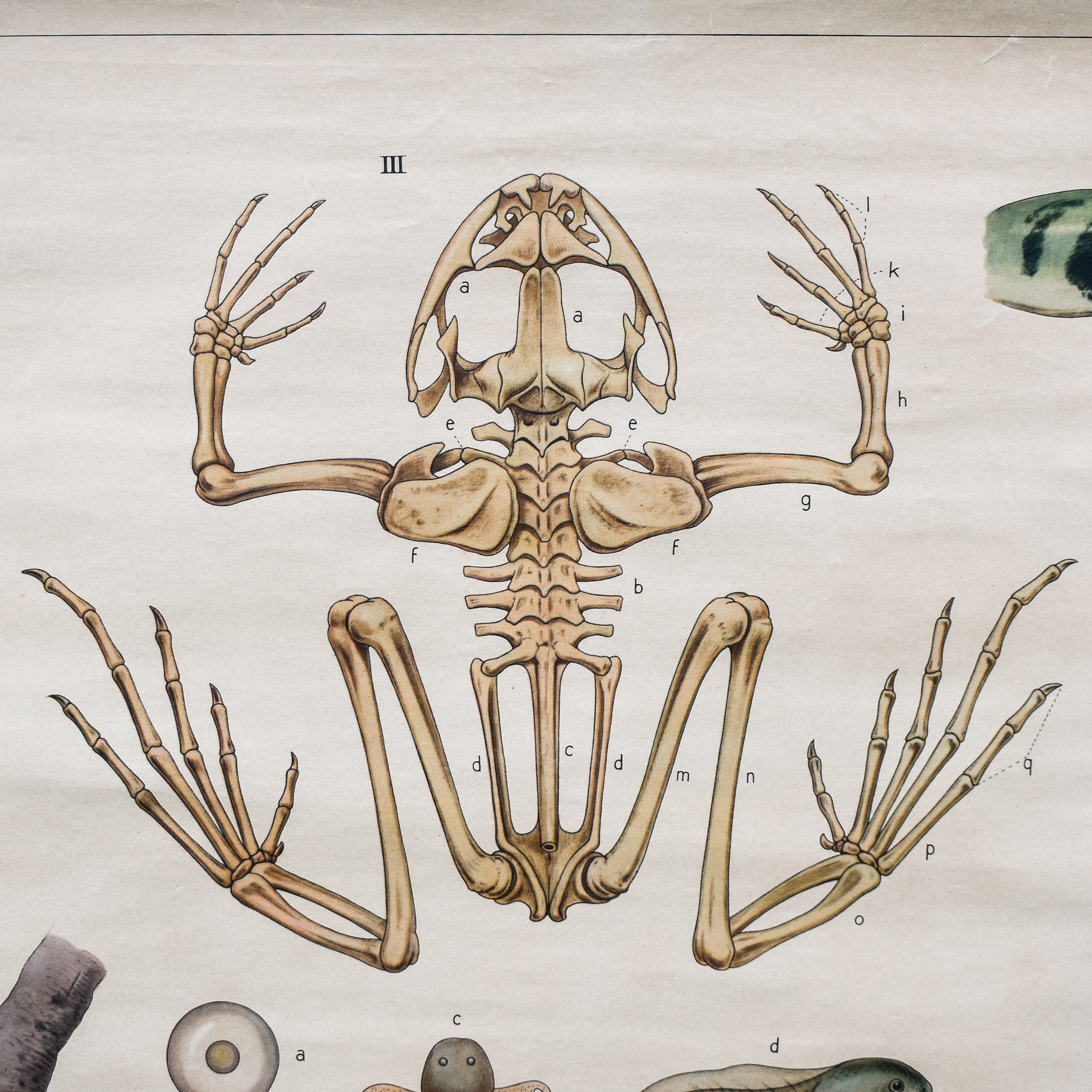 antique-vintage-30s-1930s-zoology-biology-anatomy-animals-school-chart-poster-wall-decor-rustic-boys-kids-room-dutch (30) Vintage 30s 1930s Dutch School Biology Zoology Animals anatomy Chart Poster Decor Wall Gift