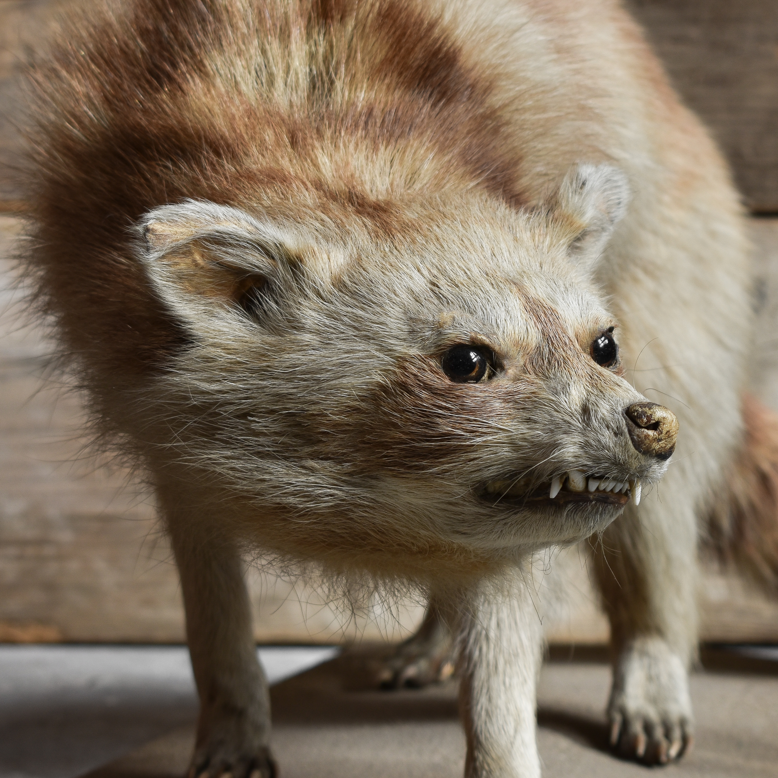 vintage-50s-1950s-taxidermy-raccoon-full-body-mount-stuffed-curiosity-oddity-collection-cabin-lodge-ranch-decor (6)