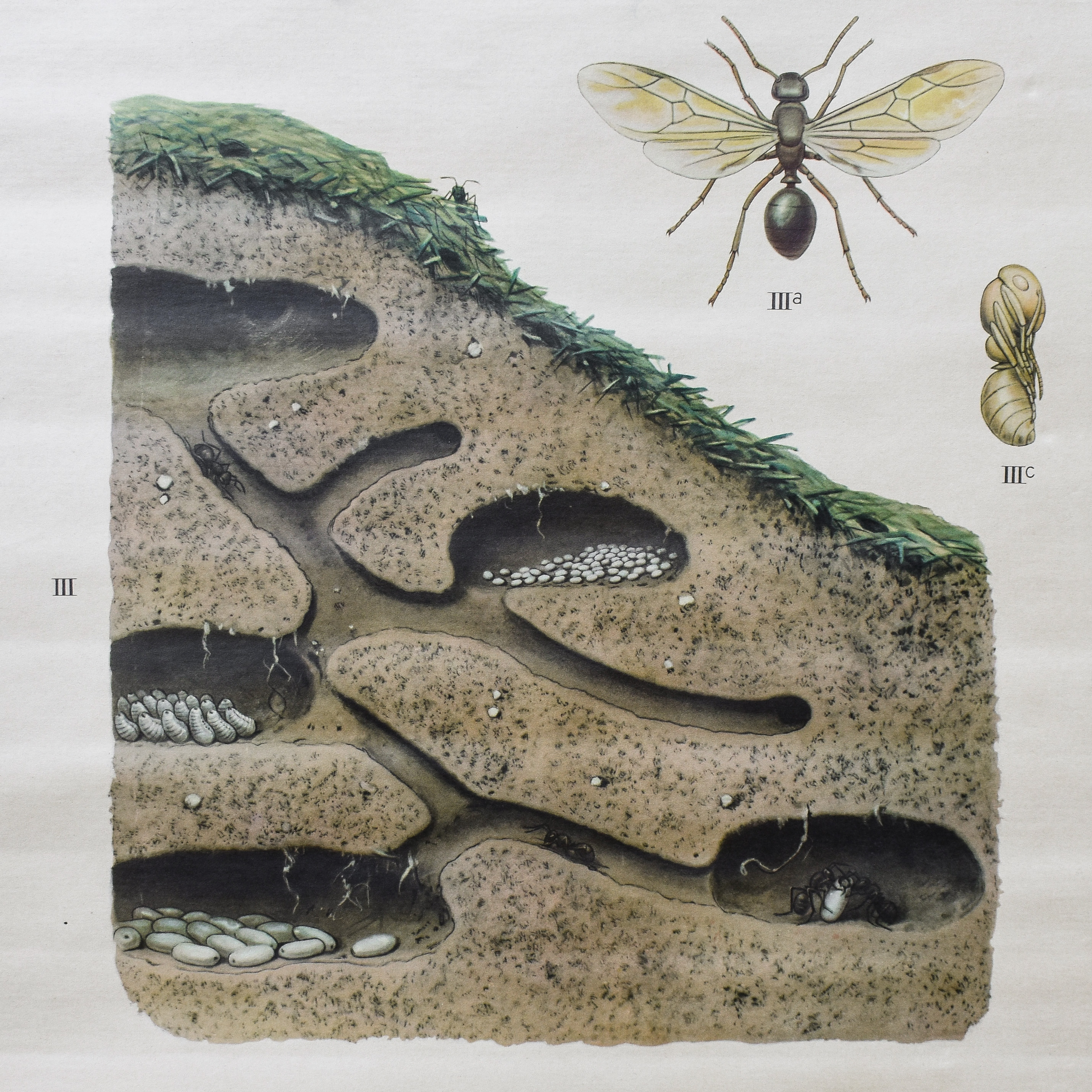 vintage-antique-30s-1930s-biology-zoology-anatomy-school-poster-chart-animals-decor-paper-wall-pull-down (4)