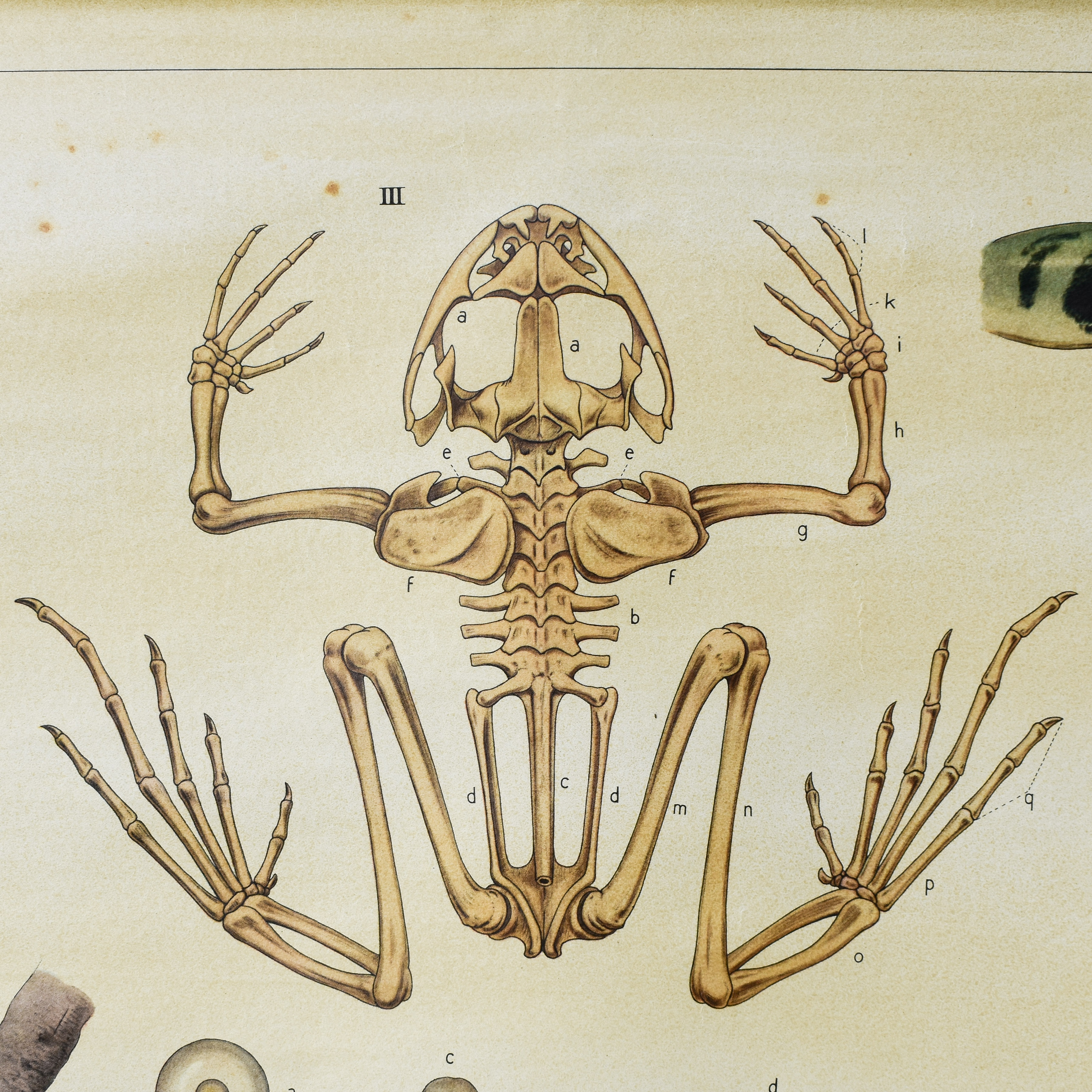 antique-vintage-30s-1930s-dutch-school-chart-poster-biology-zoology-animals-anatomy-childs-boys-room-wall-pull-down (3)