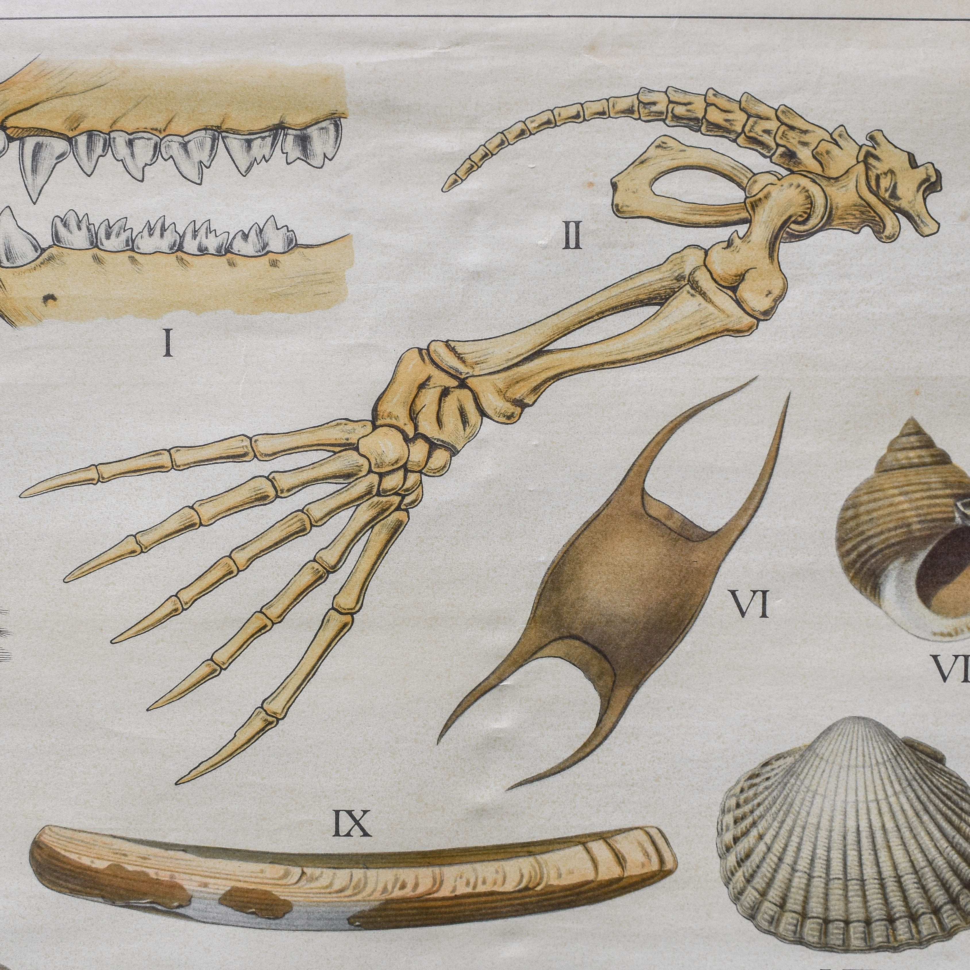vintage-30s-1930s-dutch-zoology-biology-anatomy-school-chart-pull-down-wall-poster-childs-boys-room-decor (4) Vintage 30s 1930s Dutch School Biology Zoology Animals Birds anatomy Chart Poster Decor Wall Gift Pull Down