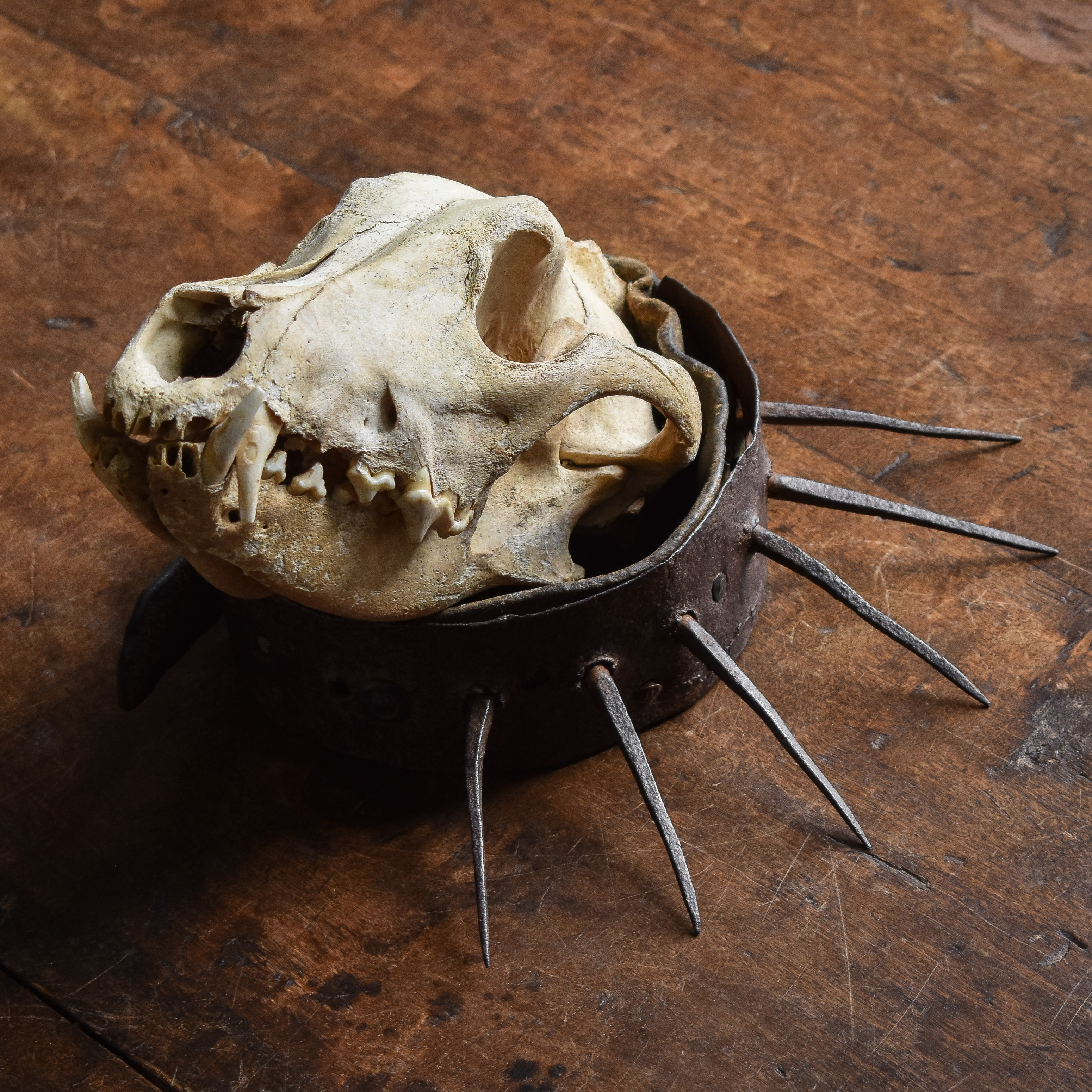 Antique Vintage 19th Century 1800s Anti Wolf Hunting Shepherd Dog Collar Spikes Leather Curiosity Curiosities Oddity Oddities Collection Relic Decor