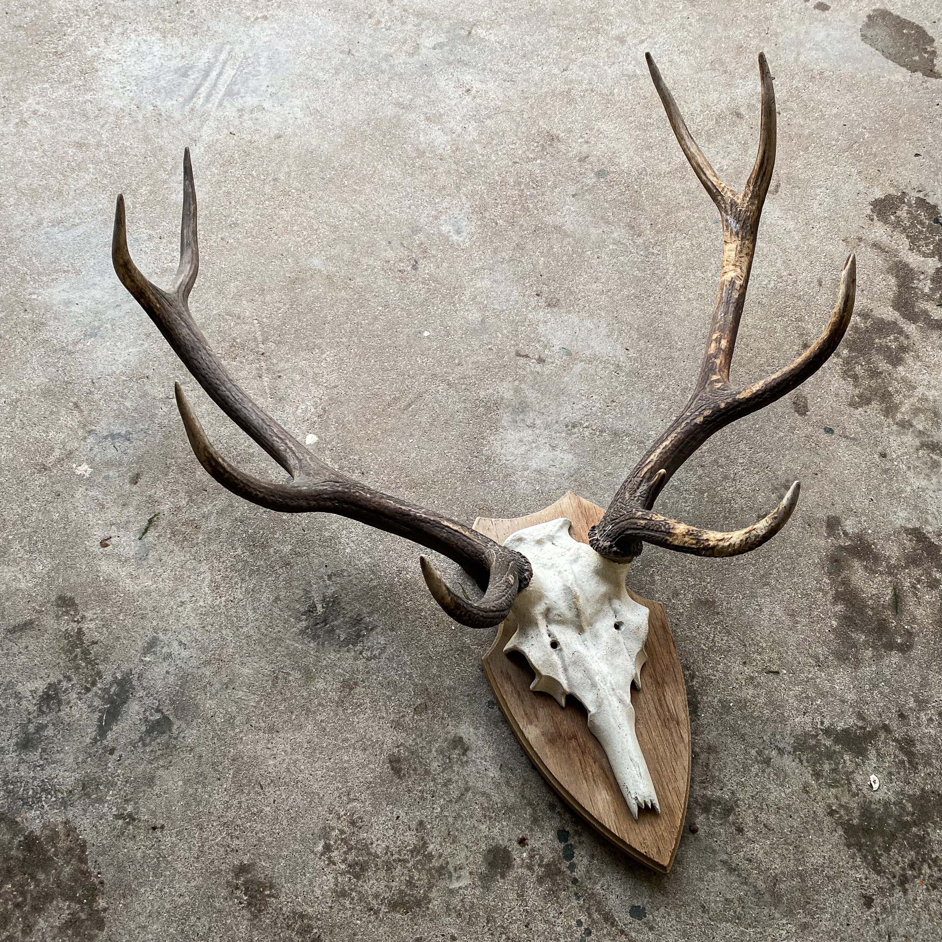 Vintage 60s Red Deer Antlers Stag Animal Skull African Bones Taxidermy Curiosity Head Mount Trophy Hunting Cabin Lodge Decor Gift Collection