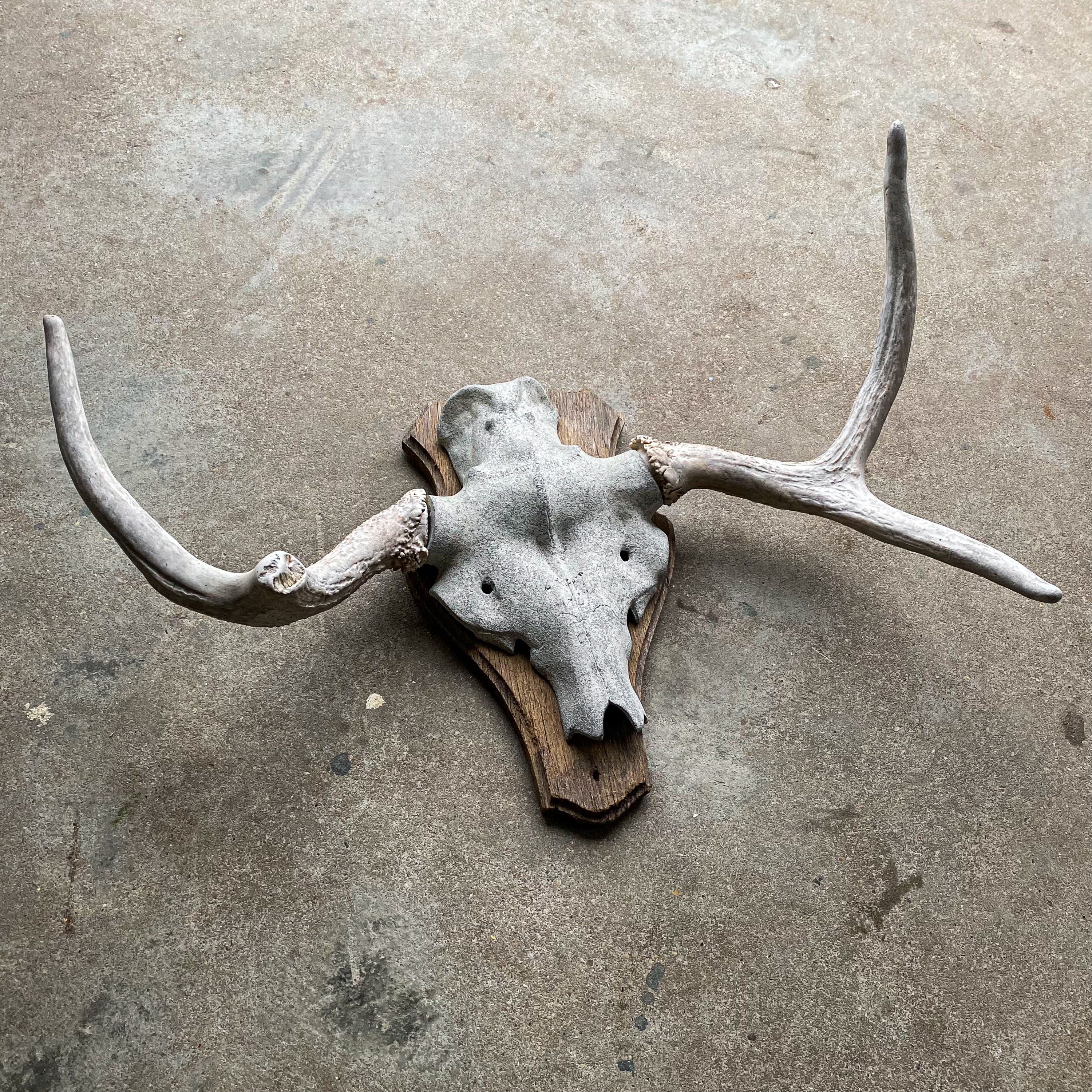 Vintage 60s Moose Antlers Stag Animal Skull Bones Taxidermy Curiosity Head Mount Trophy Hunting Cabin Lodge Decor Rustic Gift Collection
