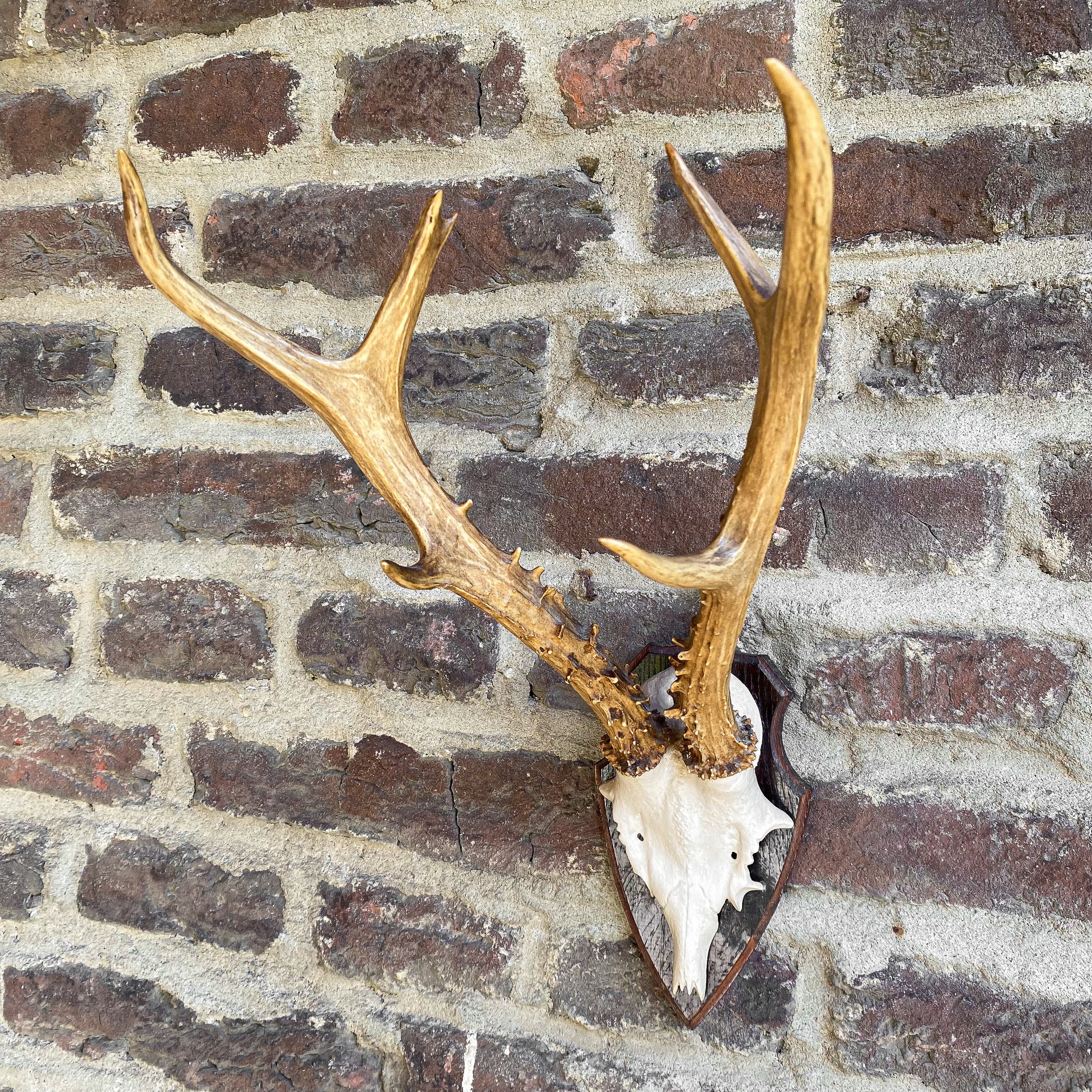 img_5643_jpg Vintage 70s Siberian Roe Deer Antler Mount Antlers Horns Curiosity Oddity Hunting Trophy Taxidermy Cabin Lodge Decor