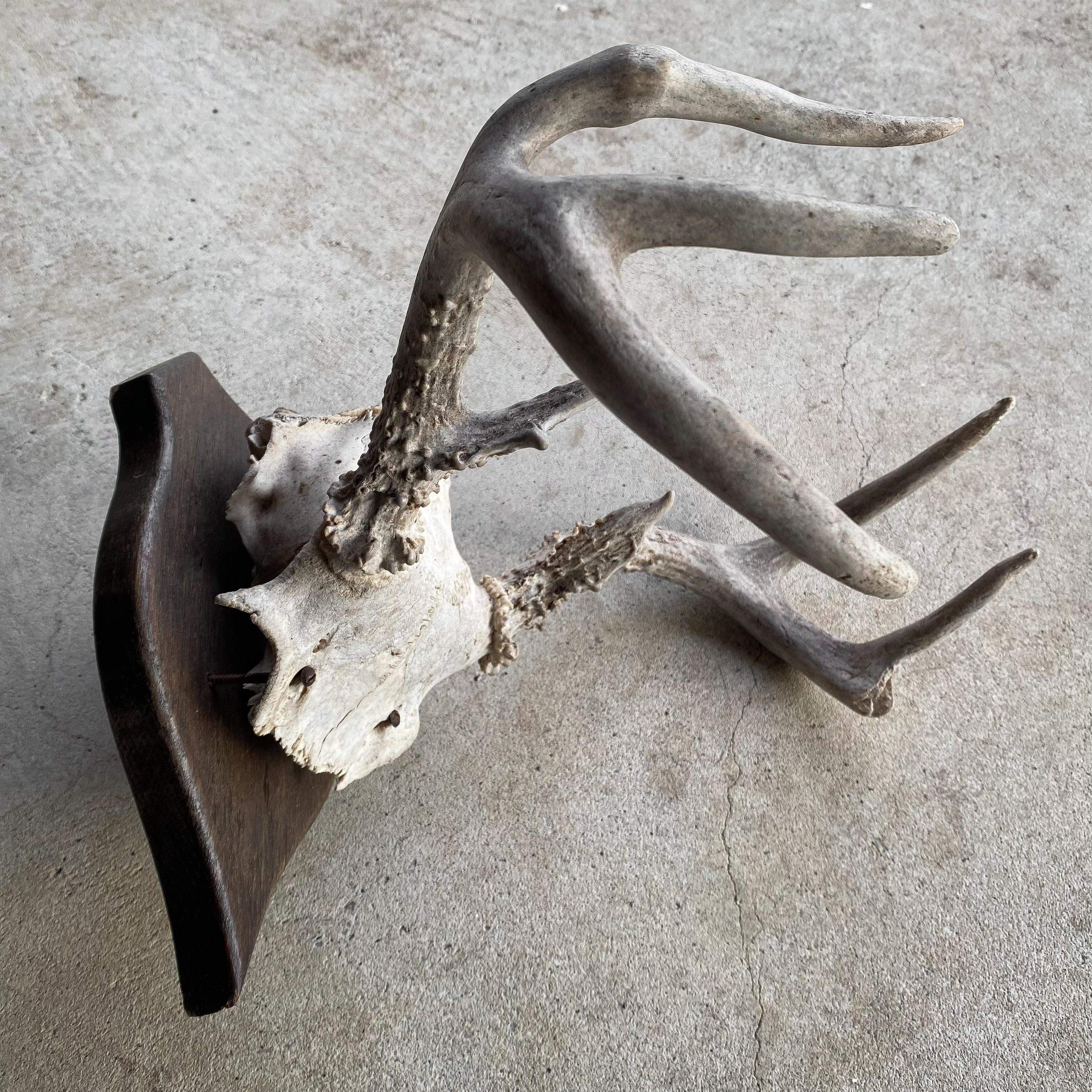 vintage-60s-1960s-whitetail-deer-antlers-antler-mount-skull-horns-hunting-trophy-taxidermy-roots-revived (3)