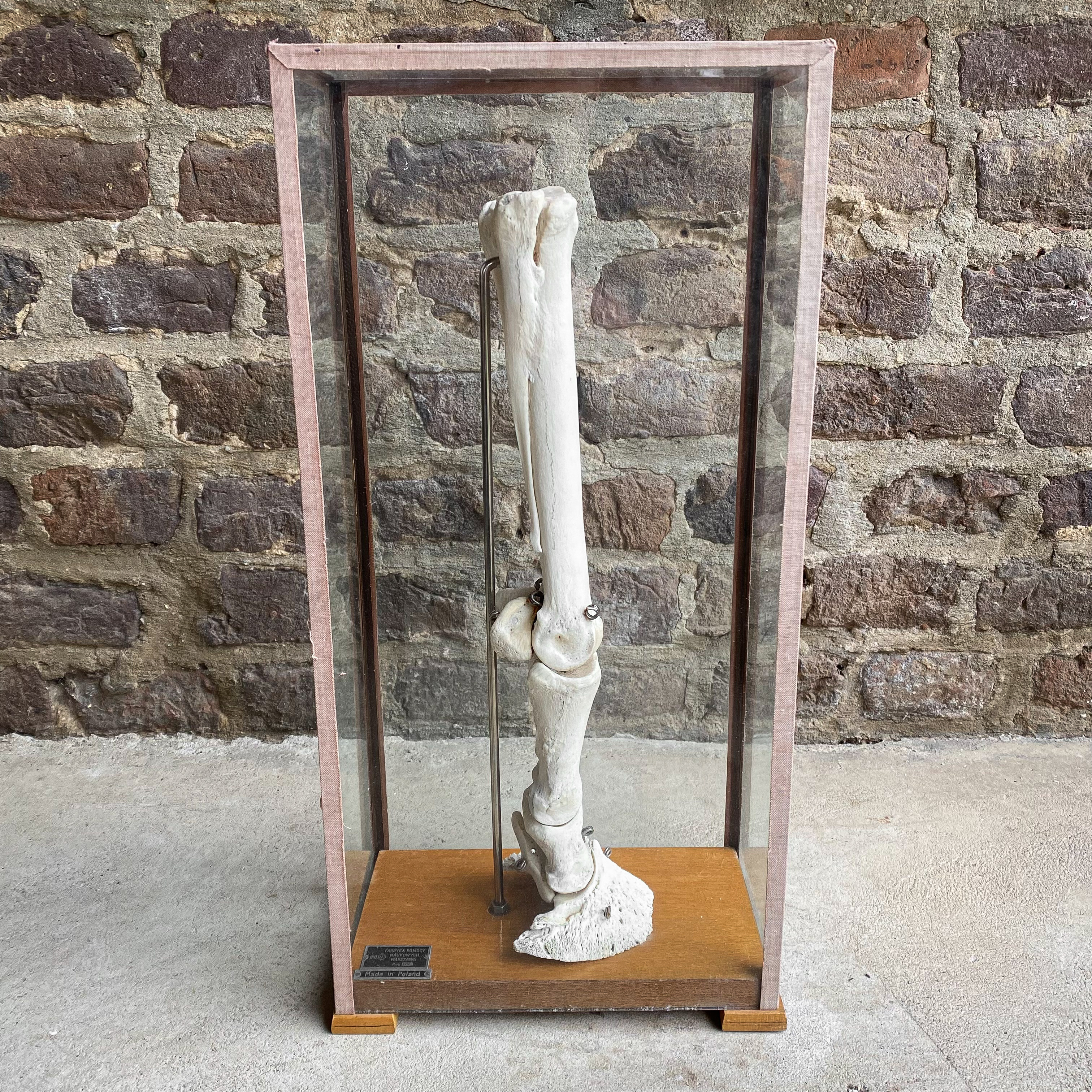 vintage-70s-polish-osteology-biology-zoology-horse-leg-bones-curiosities-taxidermy-curiosity-curiosities-display-roots-revived (3)