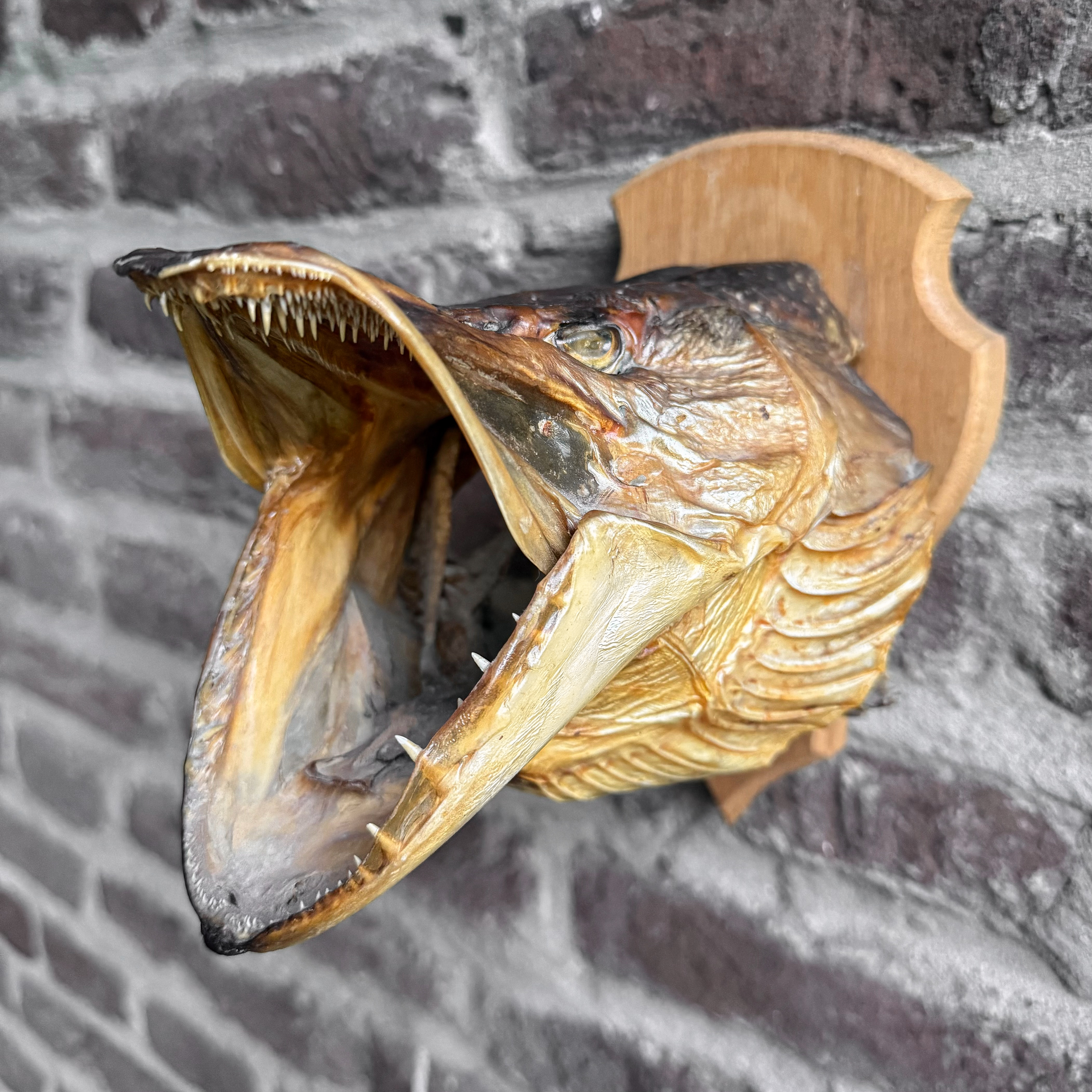 Vintage 60s French Taxidermy Pike Fish Head Mount Trophy Fishing Curiosity Oddity Cabinet Ranch Lodge Decor