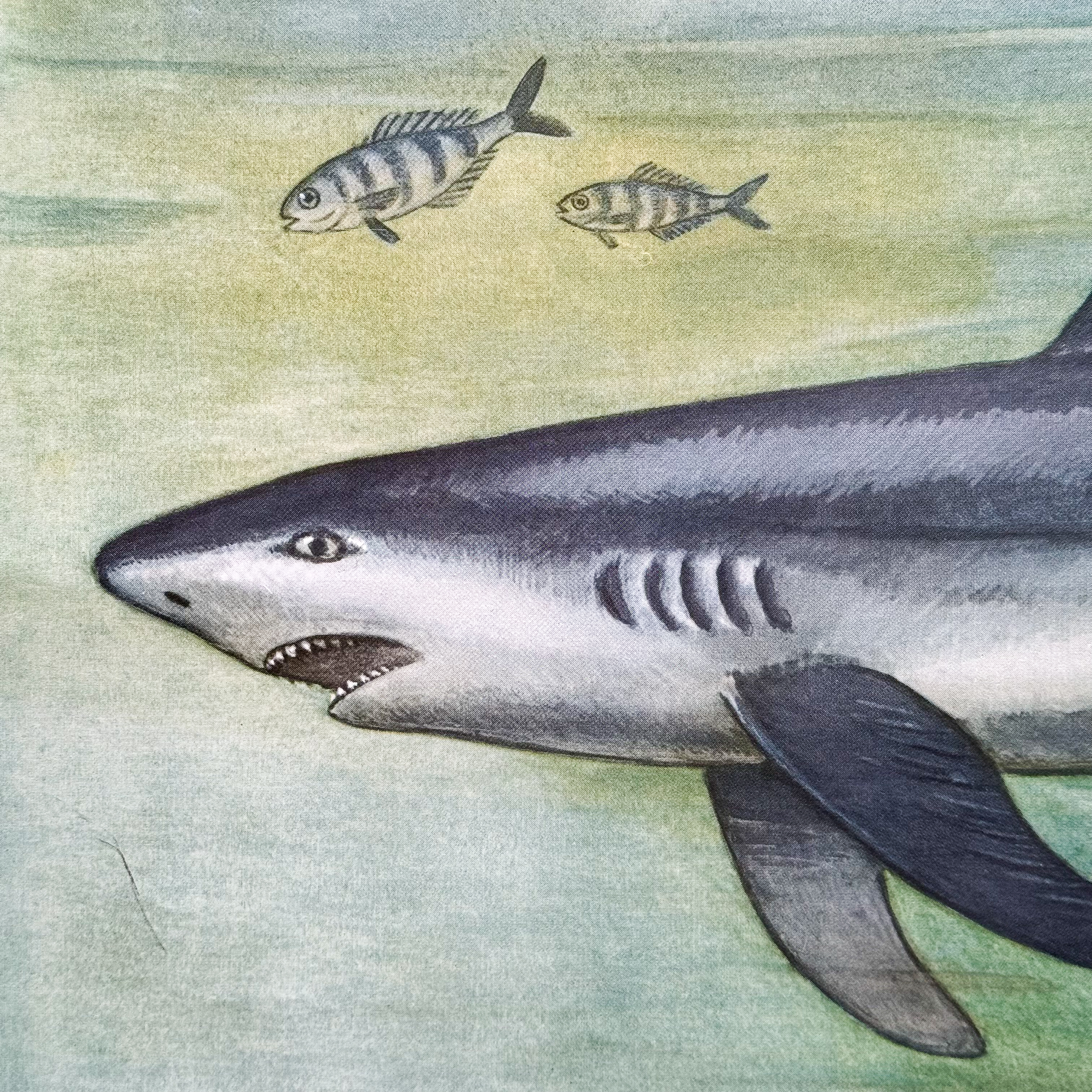 vintage-60s-1960s-retro-british-school-pull-down-wall-chart-poster-biology-zoology-sharks-fish-educational-decor-gift (1) Vintage 60s School Biology Zoology Wall Chart Poster Sharks Reef Sea Decor Gift Collection