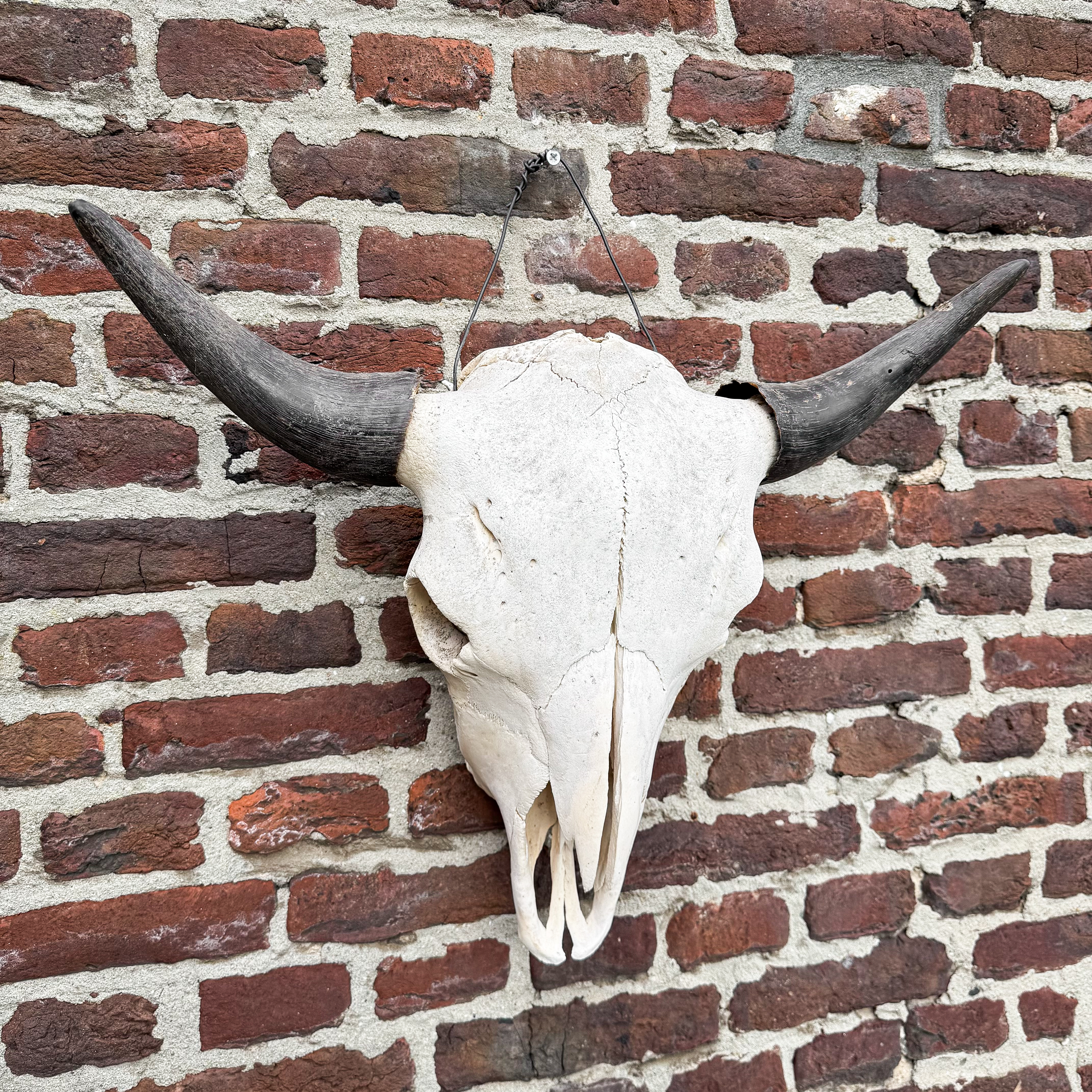 vintage-80s-bison-buffalo-skull-american-montana-curiosity-western-decor-horns-gift (16)