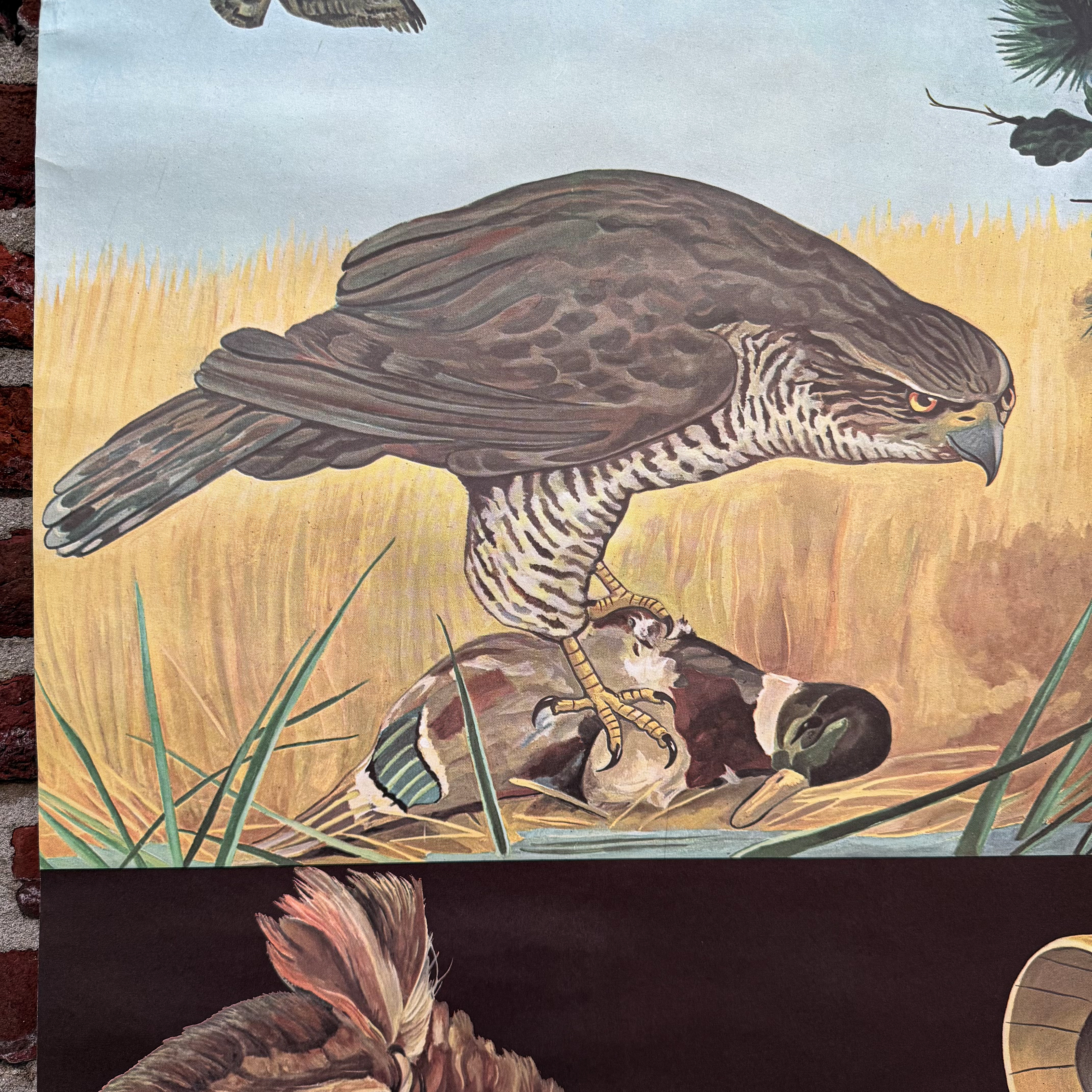 vintage-70s-retro-school-biology-zoology-poster-wall-chart-jung-koch-quentell-german-birds-prey-seals-decor (10) Vintage 70s German Biology Zoology School Poster Wall Chart Jung Koch Quentell Birds of Prey Decor Gift