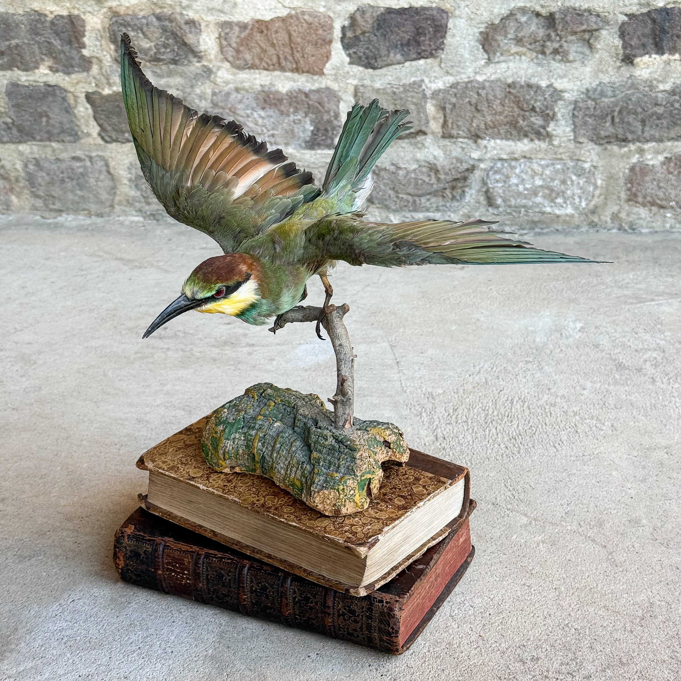 antique-vintage-early-1900s-spanish-bee-eater-bird-meropidae-taxidermy-stuffed-curiosity-oddity-collection-gift (1)