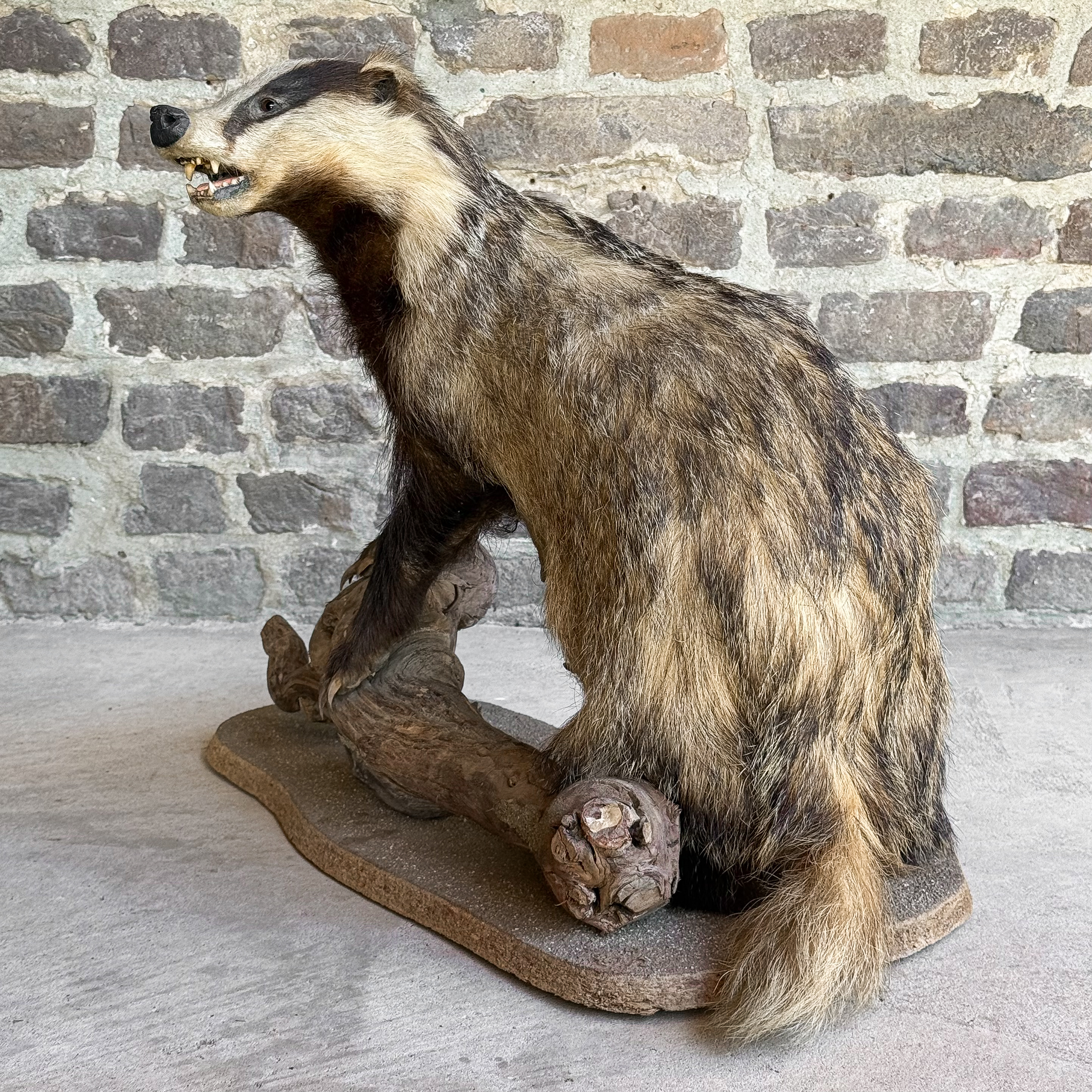 Vintage Taxidermy French Full Body Mount Stuffed European Badger Meles Hunting Trophy Collection Curiosity Oddity Decor