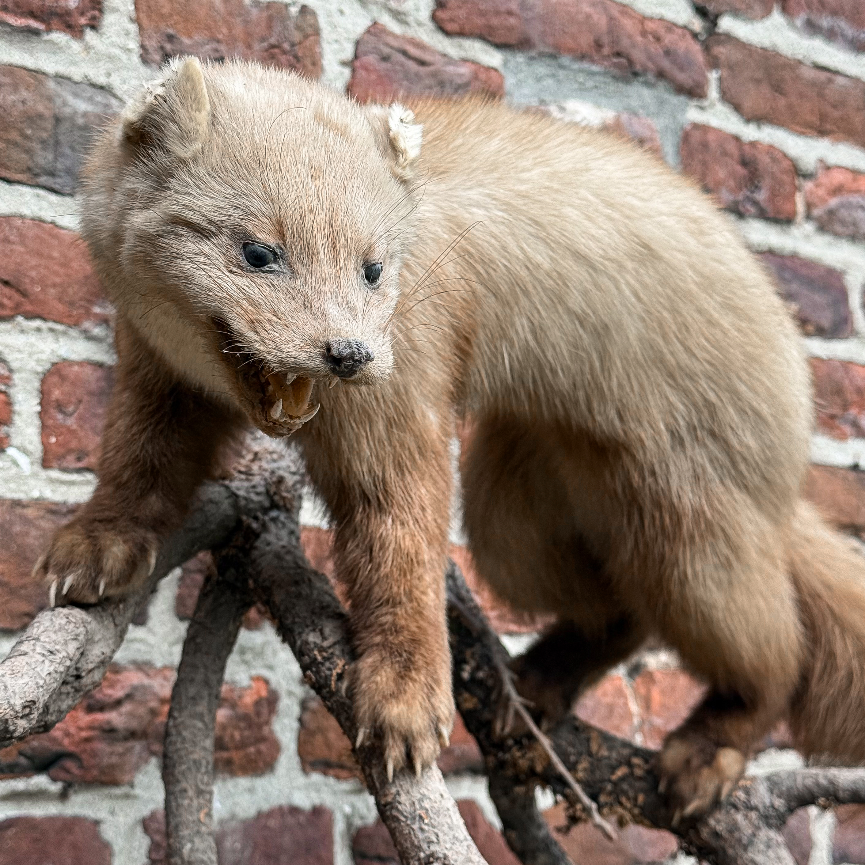 Vintage French stone marten taxidermy mount standing on a branch, on a shield-shaped wooden plaque